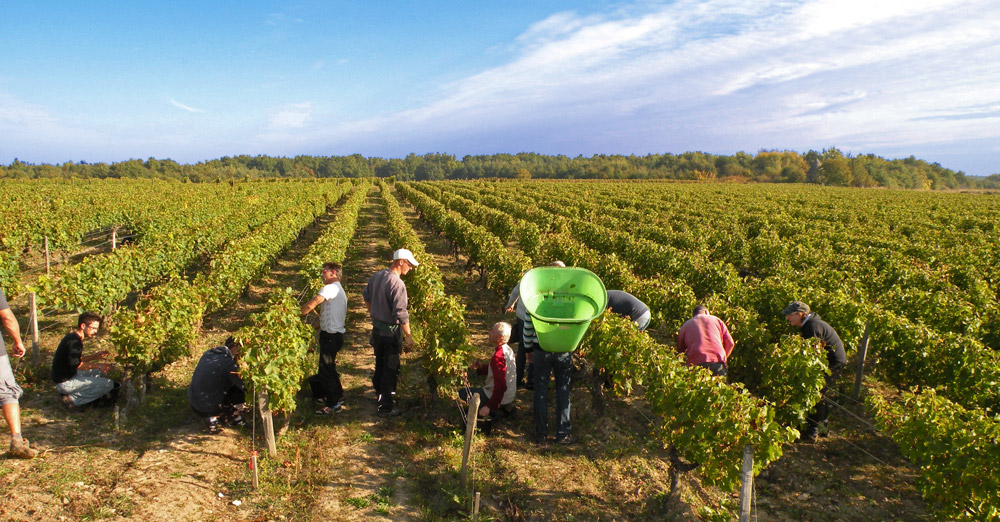 Vendanges au domaine Franck Breton